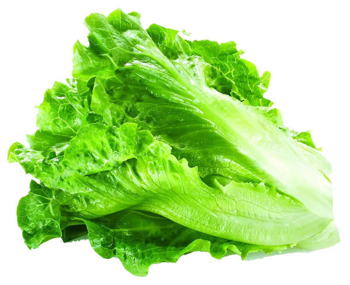 Lechuga