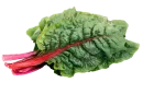 Acelga