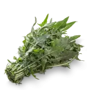 Achicoria