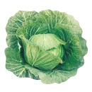 Berza o repollo