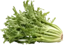 Escarola