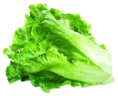 Lechuga
