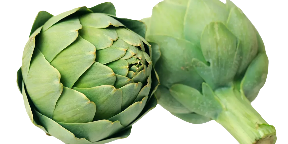Alcachofa :: Curiosidades y cómo prepararla