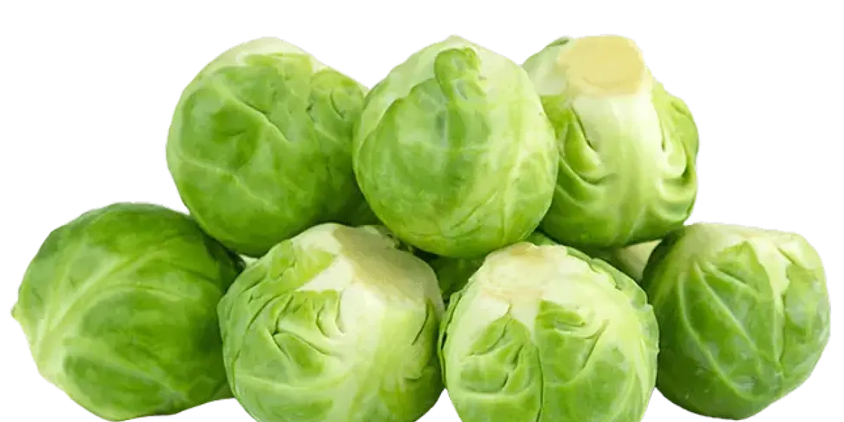 Coles de bruselas :: Sarrera