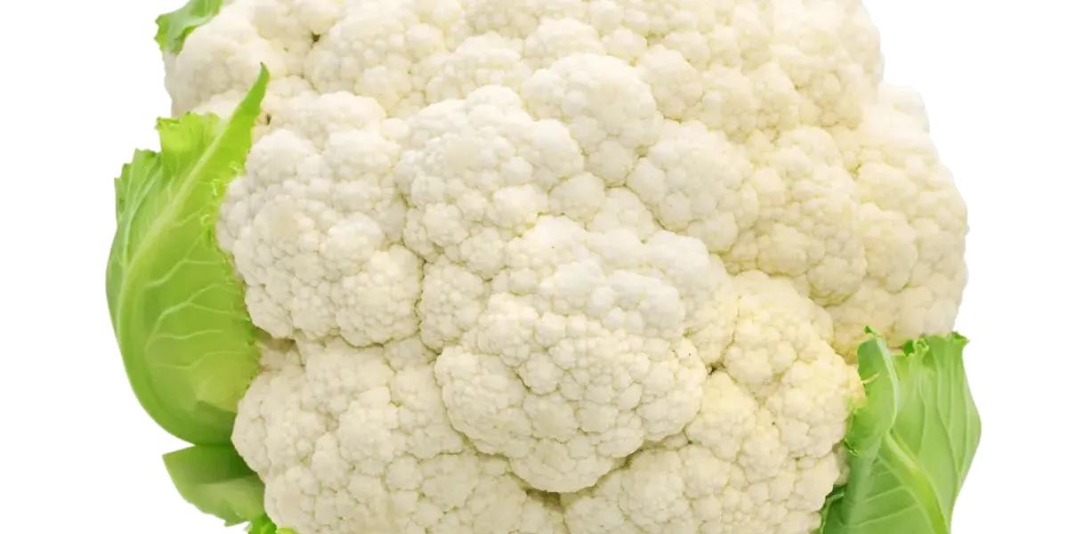 Coliflor :: Sarrera