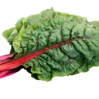 Osasunari dagokionez