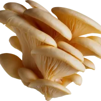 Osasunari dagokionez